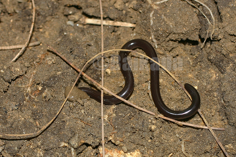 ブラーミニメクラヘビ