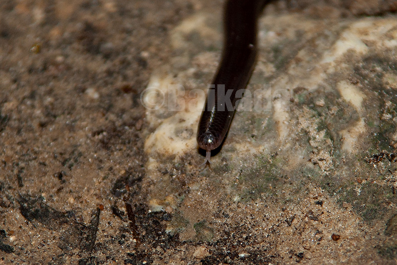 ブラーミニメクラヘビの舌